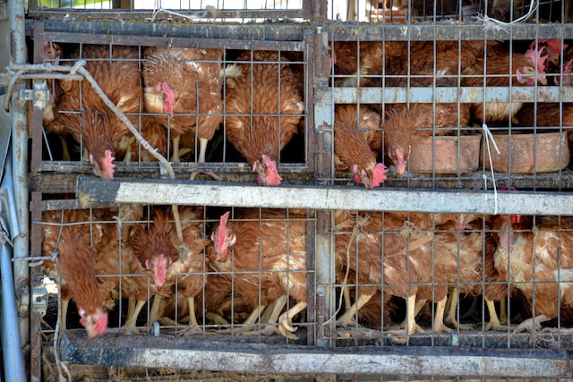 Chicken Slaughter House Vegan Diet. Animal Cruelty.