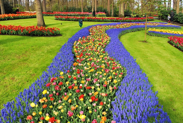 Keukenhof tulip garden netherlands