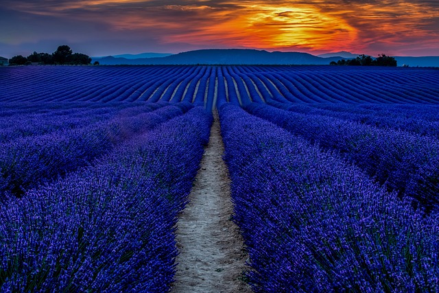 Provence Lavender Fields France