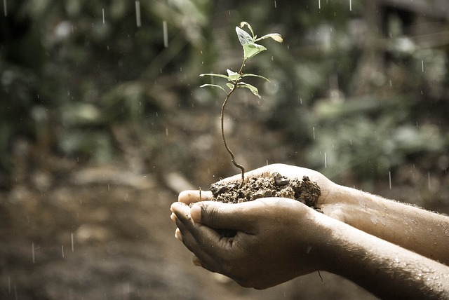 Seeding a plant in stock market investment. Wealth generation tool