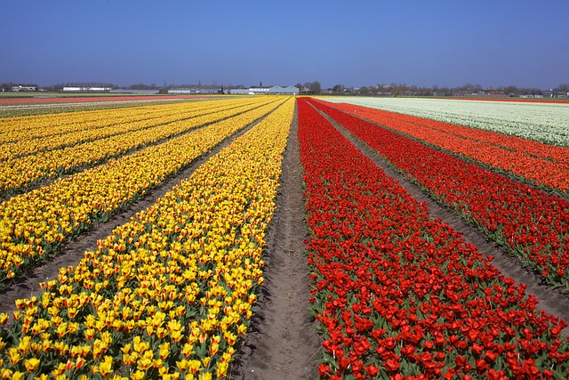 Keukenhof Gardens A Floral Wonderland Netherlands