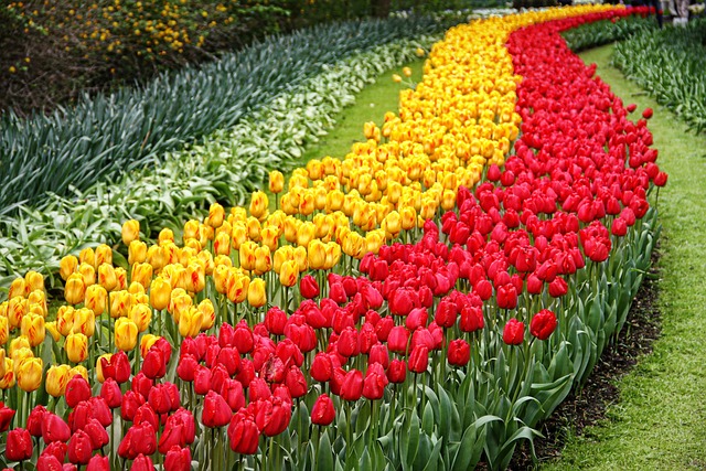 Keukenhof Gardens A Floral Wonderland Netherlands